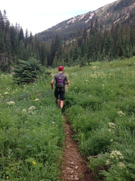 We ran Avalanche Creek to Avalanche Lake as an out and back. Here's a shot from the way back.