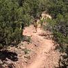 Singletrack through the junipers.