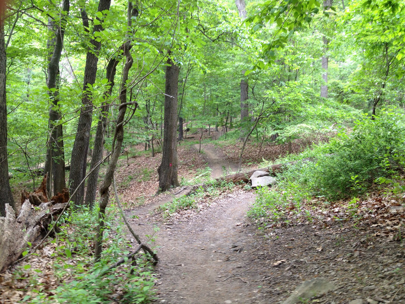 An example of common Red/Blue Blaze Trail terrain.