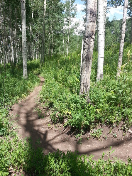 Sweet singletrack!