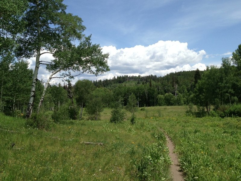 The meadow just after the Anaerobic Nightmare trail connection