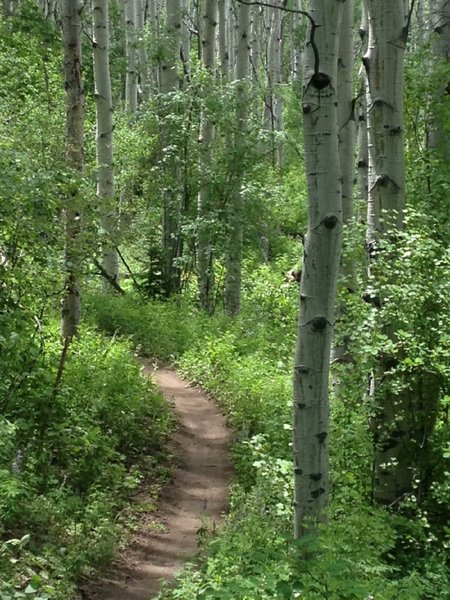 A glimpse of the sweet, twisty singletrack in the aspens of Buttermilk