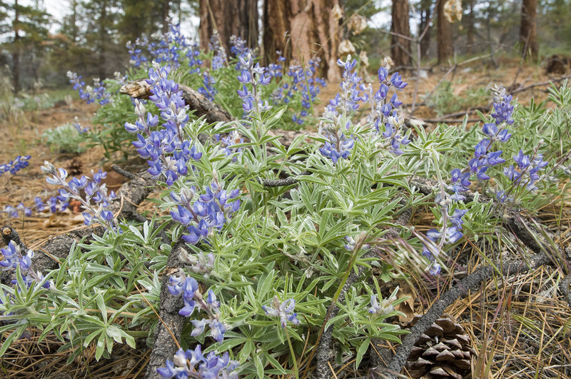 Lupine on the Best Trail Ever