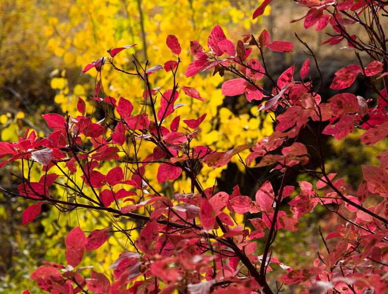 Fall in Susanville on the Canyon Trail