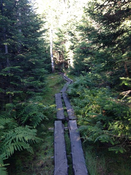 A long wooden bridge crossing what appears to be a boggy section of Sommets Trail.