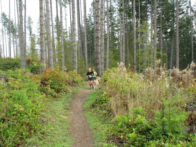 Trail runners and their dogs competing in the Dog Daze 10K on the OAT.