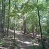 Coosa Backcountry Trail through GA hardwood forest