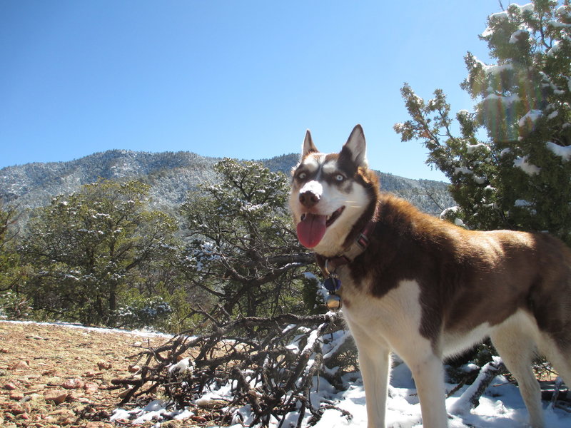 Looking up to the top of Atalaya Trail.  Huskies think snow is a good thing.