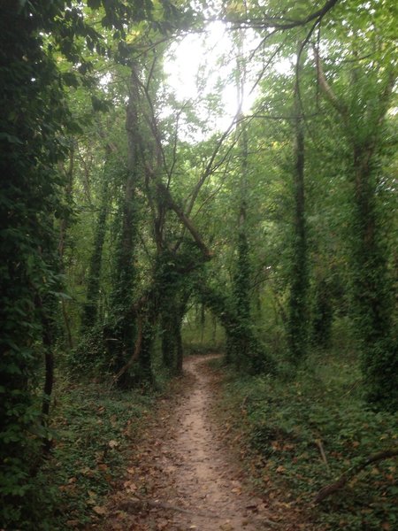 Trail in the Islands section of the Low Hollow Trail