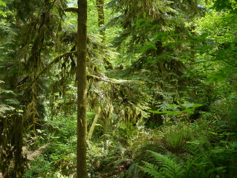 Ferny mossy forest along the West Elwha Trail (Photo by bensonk42)