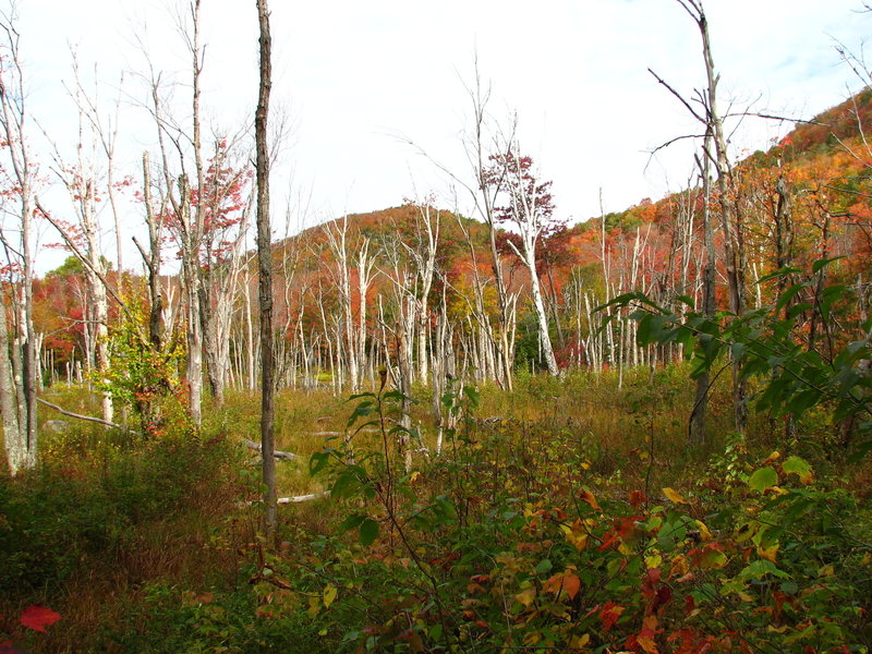 Nature vivante et morte - on the Grand Brule Trail