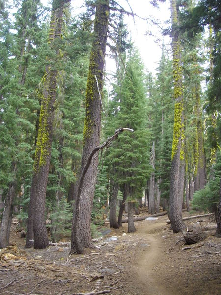 Perfect path (on Hole In The Ground Trail) that makes you feel like you're in the backcountry