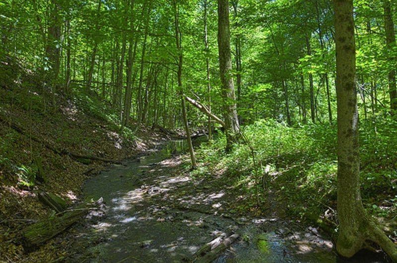 One of the streams that runs through Settler's Cabin.  You'll have to cross this multiple times.