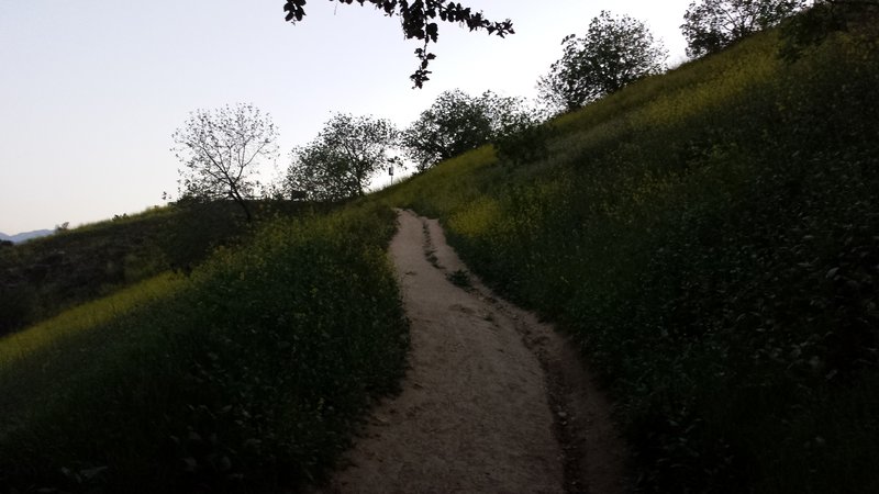 Last stretch on the Michael D. Antonovich Trail, up the steep climb