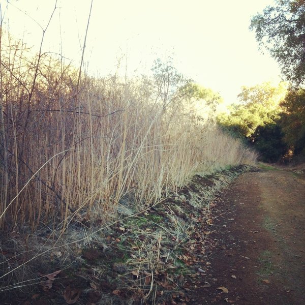 Nice wide trails with some shade heading down Alosta Canyon Trail