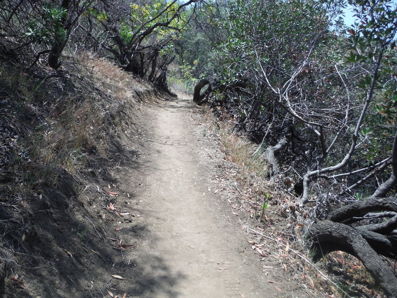 Walnut Trail singletrack - trail is like this the whole way