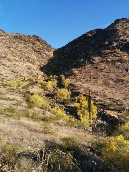 South Mountain drainage - on the Bursera Trail