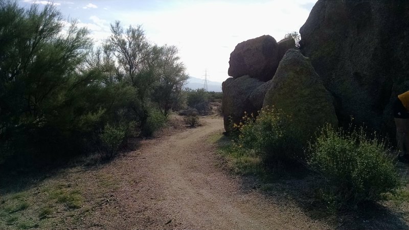 Just leaving Lone Mountain trailhead towards Cholla Mountain Loop