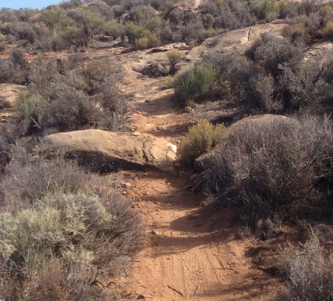 Good example of the slightly rocky singletrack.