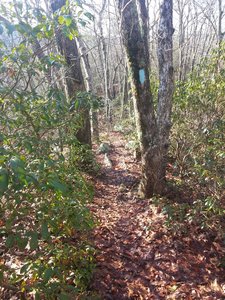 Tight spot!  On the Kettletown Blue Trail South Lap
