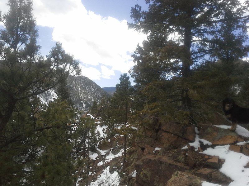 Nothing but trees and mountains on the Palmer Trail