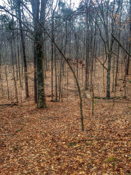 View on the Sycamore Trail Loop Umstead