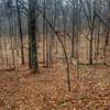 View on the Sycamore Trail Loop Umstead