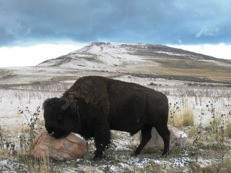 One of the many buffalo on the East Side Trail of Antelope Island. I really didn't like getting this close!