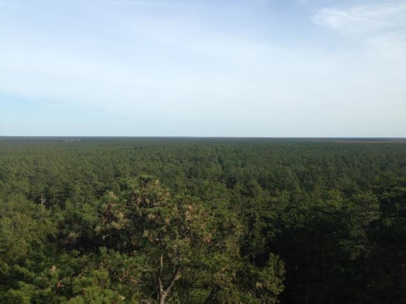 Apple Pie Hill Lookout tower is an amazing experience! 205 ft above sea level on a clear day and you can see from Atlantic City to Philadelphia!