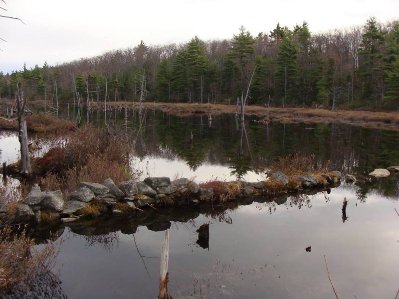 Binney Pond view