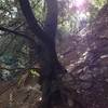 Lush treed area near the waterfall.