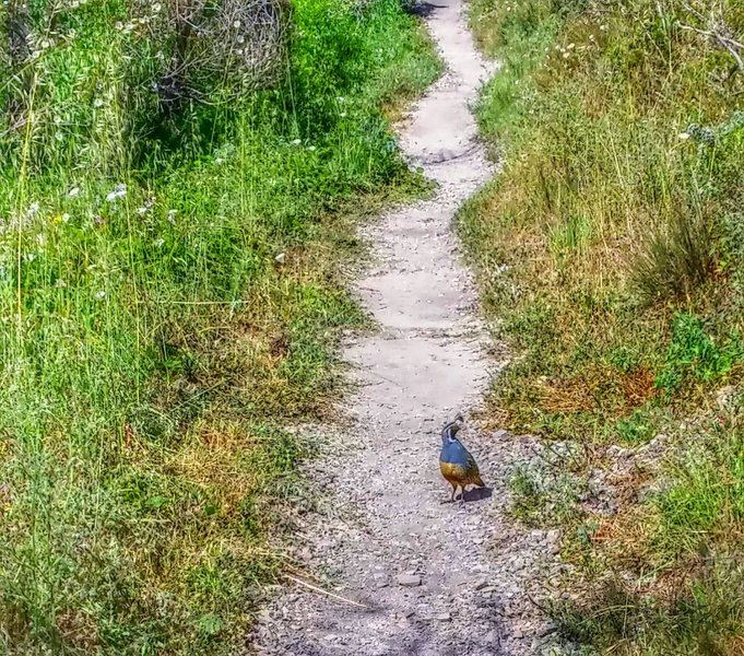 Quail along Coon Creek Trail