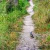 Quail along Coon Creek Trail