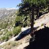 The trail rises rapidly up the mountainside off the canyon floor through this section.