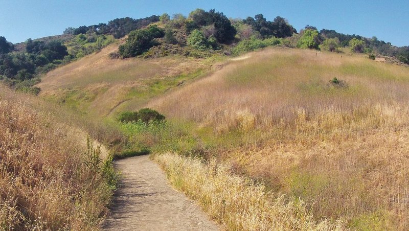 The Puente Hills in Schabarum Park