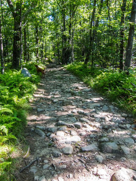 The "cobblestone" path that's the extension of the Midstate Trail.