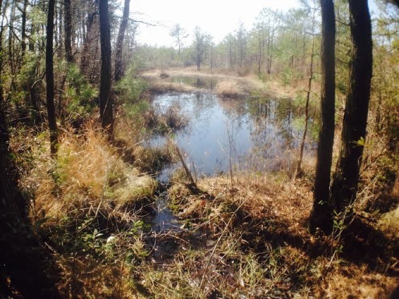 Small swamps can be found throughout the trail.