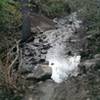 Creek crossing on stones