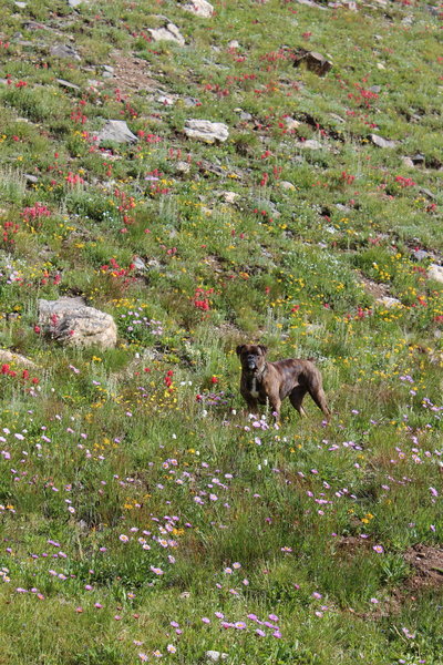 Wildflowers alongside the upper Square Top Lake