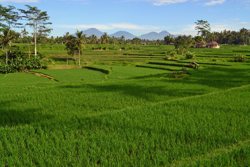 Terraced rice fields with Bali's volcanoes above.