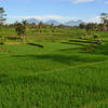 Terraced rice fields with Bali's volcanoes above.