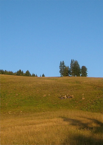 Deer on the Gallatin Crest Trail