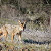 Arastradero coyote