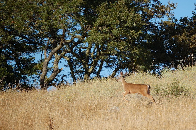 Deer leaping