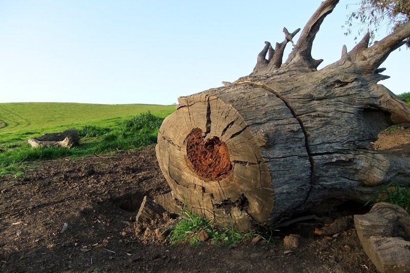 Tree Stump on the Redtail Loop Trail in Arastradero Preserve