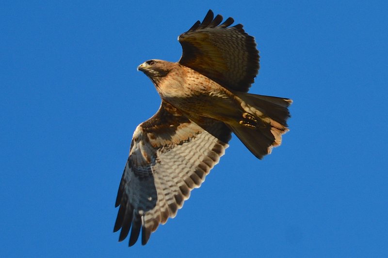 Red-tailed hawk