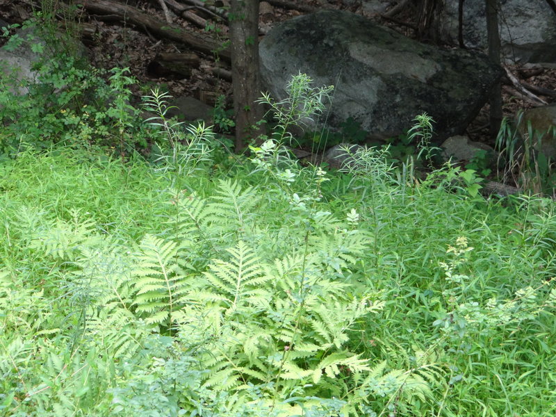 Fern vegetation near the Gunks.  On the Gertrude's Nose Trail