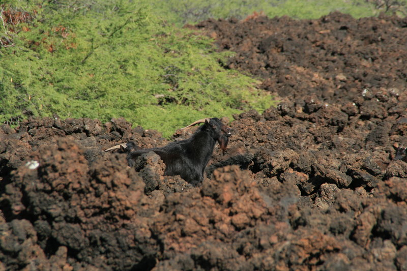 Goats in the lava flow.