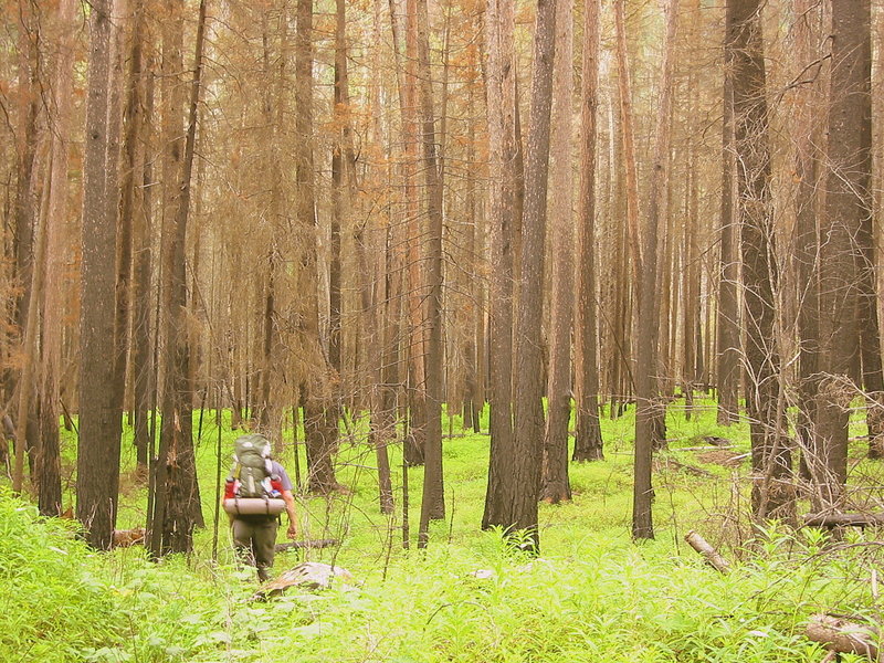 Hiking an old burn along Kintla Lake