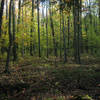 The thick deciduous forest of the North country.  On the Cross Trail